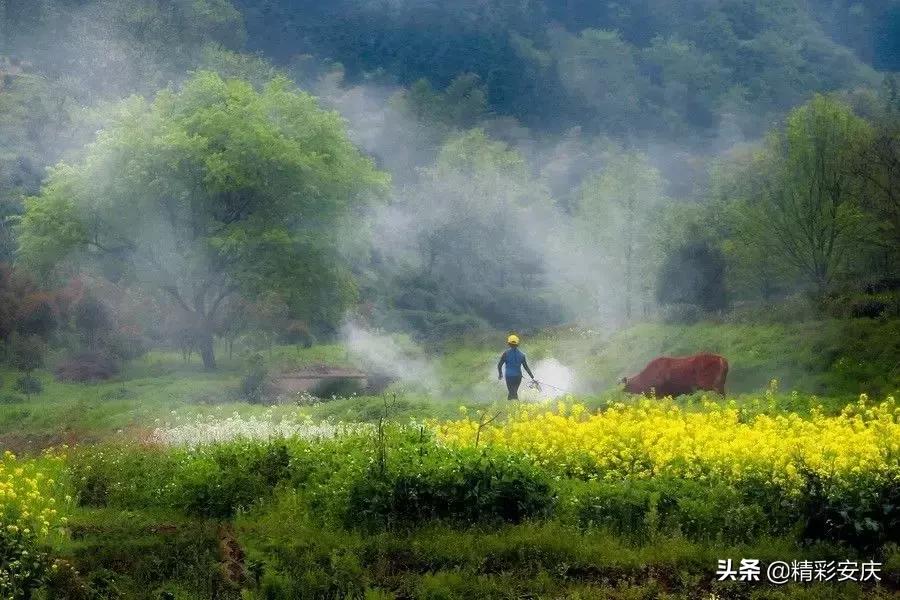 波温茂